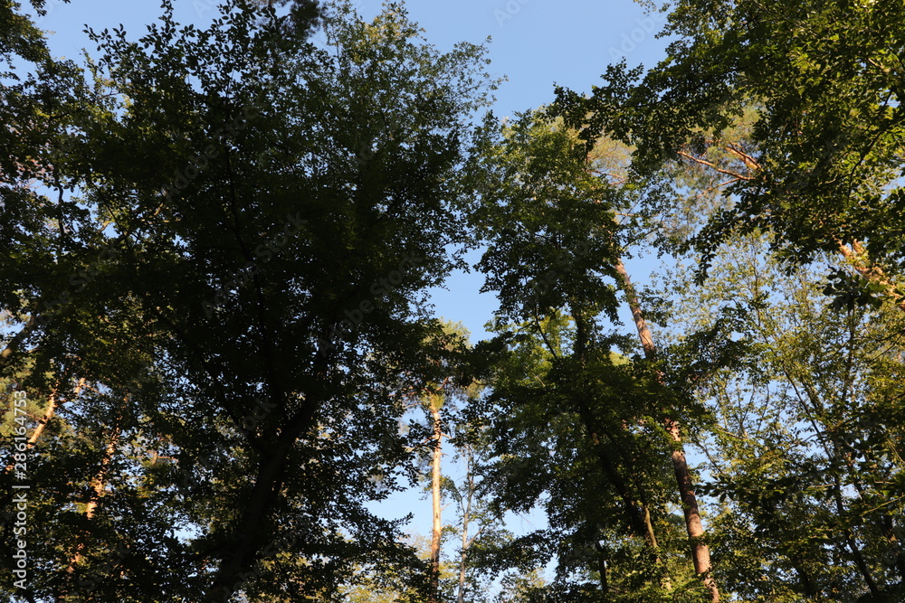 Obraz premium Waldblick