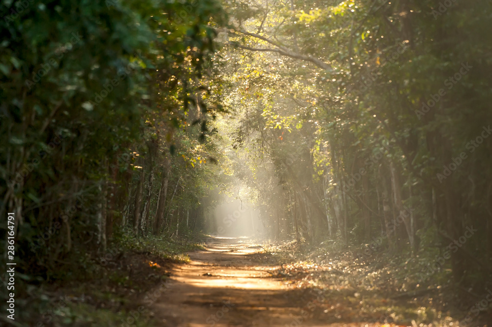 Obraz premium State Highway in Sooretama Reserve photographed in Linhares, Espirito Santo. Southeast of Brazil. Atlantic Forest Biome. Picture made in 2012.
