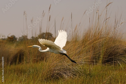 Fotografie Silberreiher im Flug
