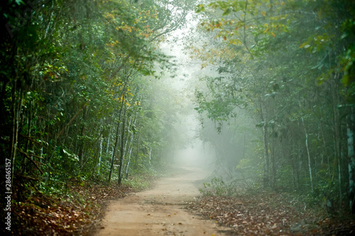 Fototapeta Naklejka Na Ścianę i Meble -  Fog in Sooretama Reserve photographed in Linhares, Espirito Santo. Southeast of Brazil. Atlantic Forest Biome. Picture made in 2012.