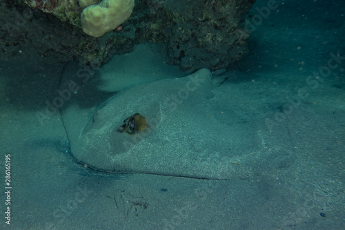 Cowtail Stingray On the seabed in the Red Sea