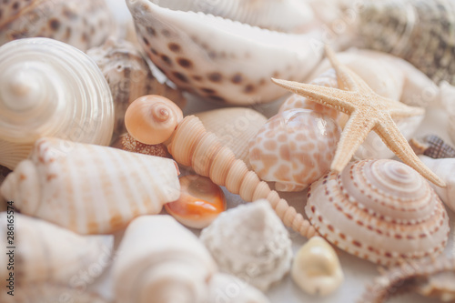 Seashells background. Many different seashells and starfish mixed.