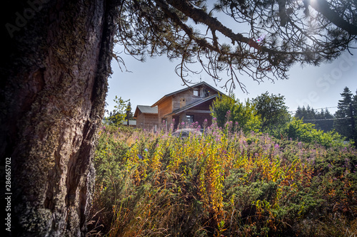 house in the forest