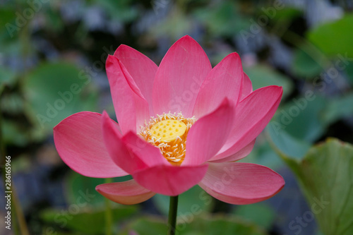 Beautiful very large shot Lotus flower against the background of its leaves  close-up