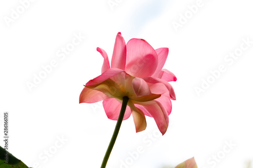 Beautiful very large shot Lotus flower, close-up