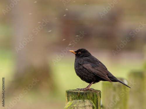 Blackbird Amidst Flies on a Fencing Post