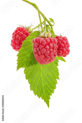 Himbeere reif und Blatt grün Nahaufnahme, Beere hängend am Zweig, isoliert