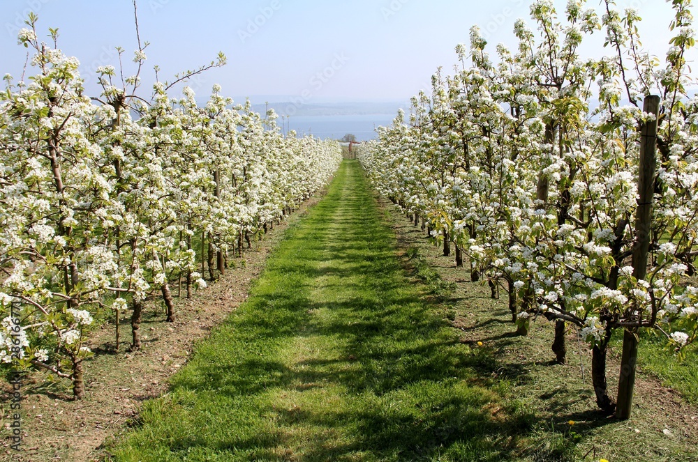 Obraz premium Apfelblüte am Bodensee