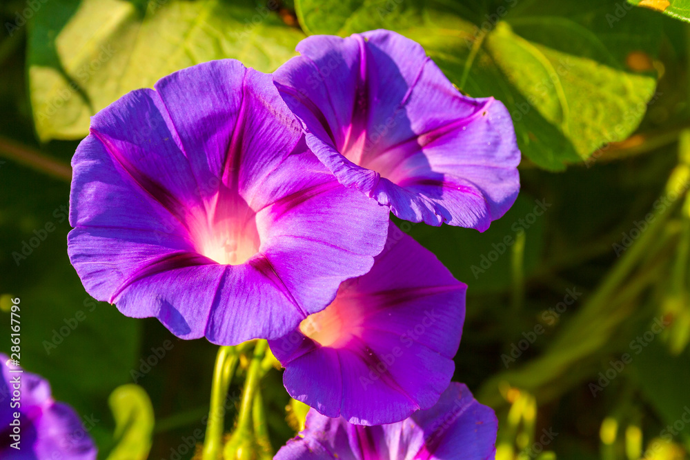 Flowers of the plant bindweed, which is considered as a weed and ornamental plant Flowers of the plant bindweed, which is considered as a weed and ornamental plant