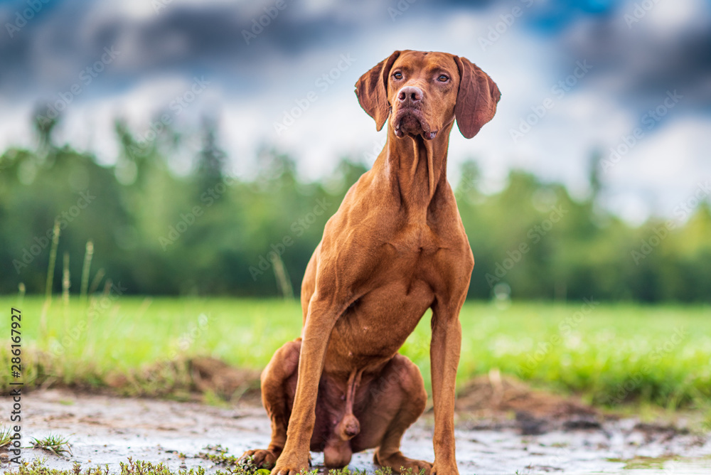 Portrait of a magyar vizsla seated on its hind legs close-up. Portrait of a magyar vizsla seated on its hind legs close-up.