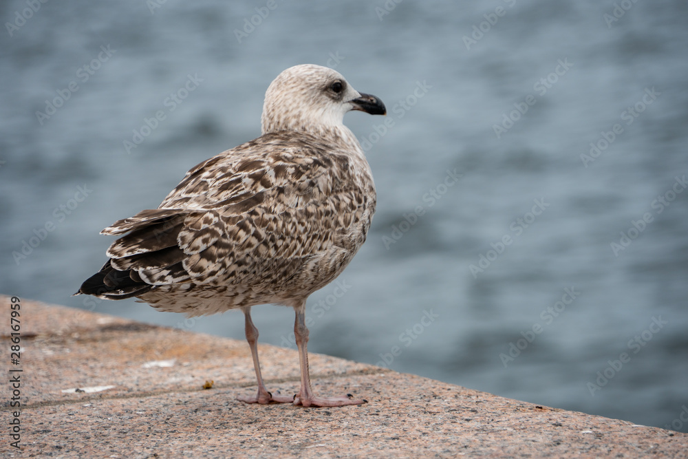 seagull on the board of the ocean in Stockholm Sweden seagull on the board of the ocean in Stockholm Sweden