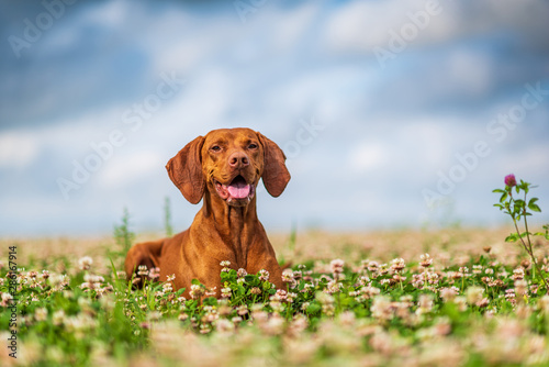 Hungarian magyar vizsla closeup.