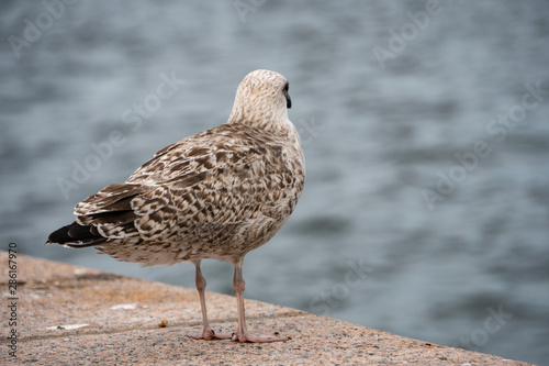 seagull on the board of the ocean in Stockholm Sweden © Simona