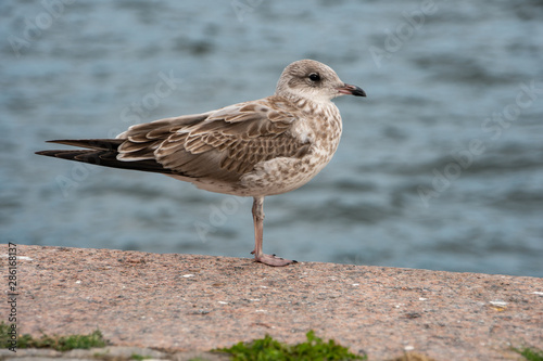 seagull on the board of the ocean in Stockholm Sweden