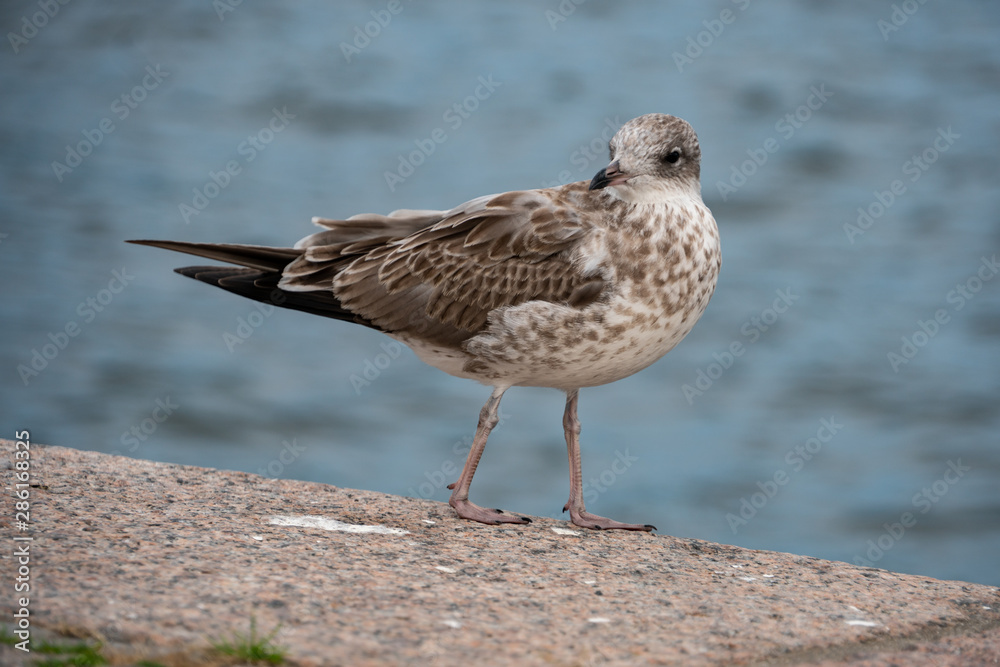 seagull on the board of the ocean in Stockholm Sweden seagull on the board of the ocean in Stockholm Sweden