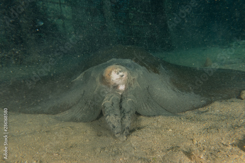 Cowtail Stingray On the seabed  in the Red Sea