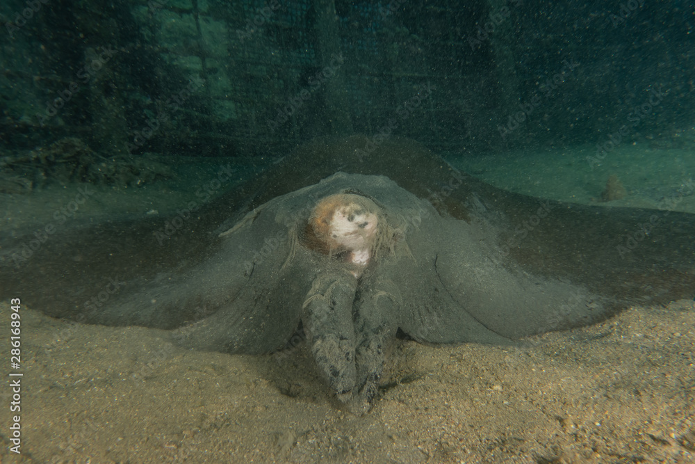Fototapeta premium Cowtail Stingray On the seabed in the Red Sea