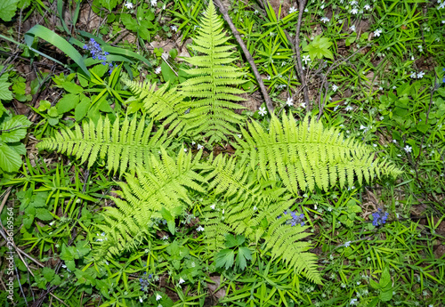 Star from the bright green leaves of the fern Orlyak ordinary (Bracken, Pteridium aquilinum). photo