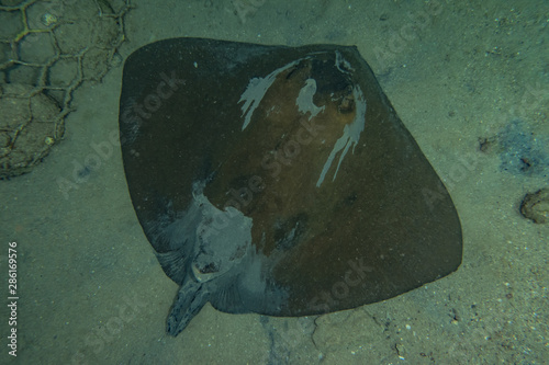 Cowtail Stingray On the seabed  in the Red Sea photo