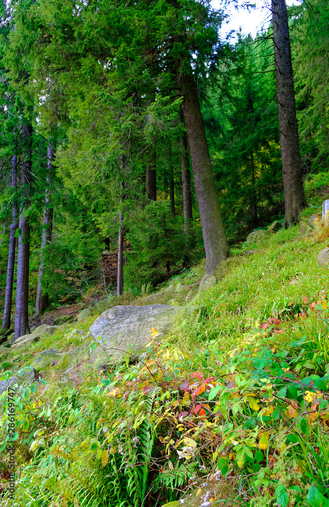 Fototapeta premium Mummelsee im Schwarzwald bei Achern in Baden-Württemberg Deutschland Europa mit Wasser und Wald am Ufer aufgenommen am 2017.09.29