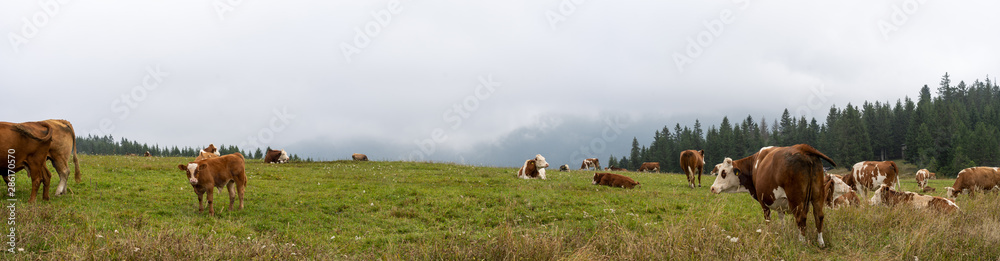 Schwarzwald im Sommer