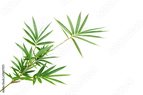 Bamboo twig with green leaves the ornamental forest garden plant isolated on white background, clipping path included.