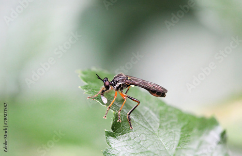 Insekten, Fliegen Mücken auf einer Pflanze © boedefeld1969