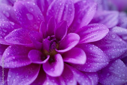 Closeup photo of purple flower