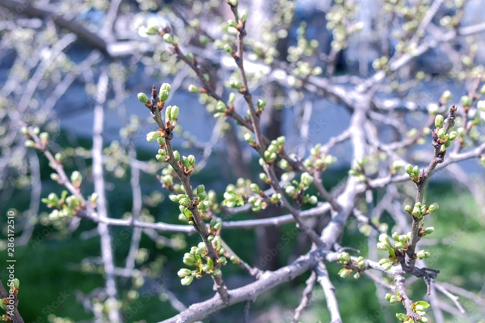 Spring tree twig awaking leaves from buds, closeup view. Spring tree twig awaking leaves from buds, closeup view.