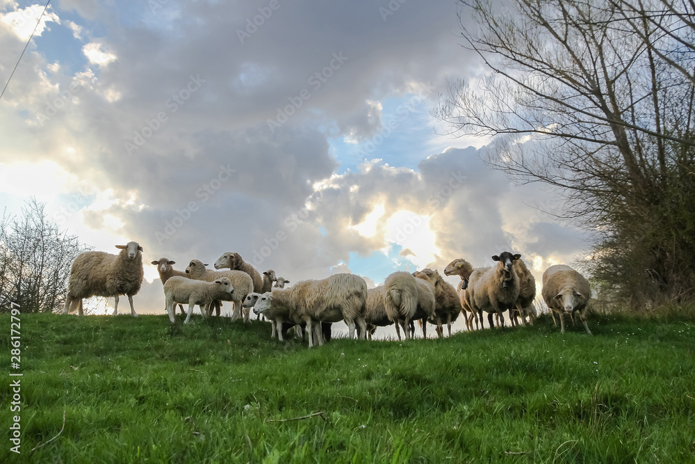 Obraz premium Sheep at the top of a green meadow and sky and sun background behind clouds 