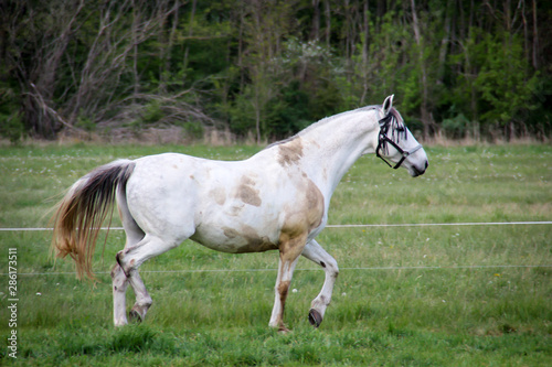 Portrait eines Pferd auf der Koppel, Ponny, Pferdestudie