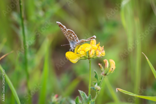 ein Schmetterling, Falter an einer Pflanze