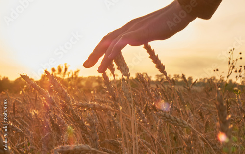 Harvest, wheat, grain, farm, agricultural, farm, field, sowing, bread, stem, ear, rye, sheaves, sunset, on film, filmed, rays, sun, glare, August, Russia, cereals, touch, stroke, stroke, girl, brush, 