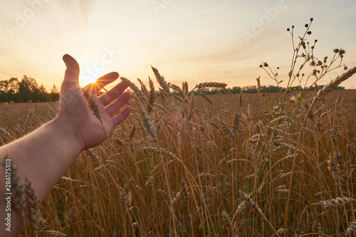 The hand of the man with the open palm reaches for the ear of rye in the rays of the setting sun. Love of agriculture