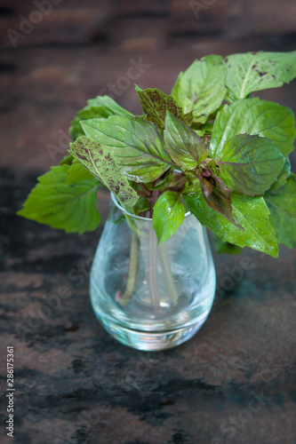 A bunch of basil on a dark background. Space for text.