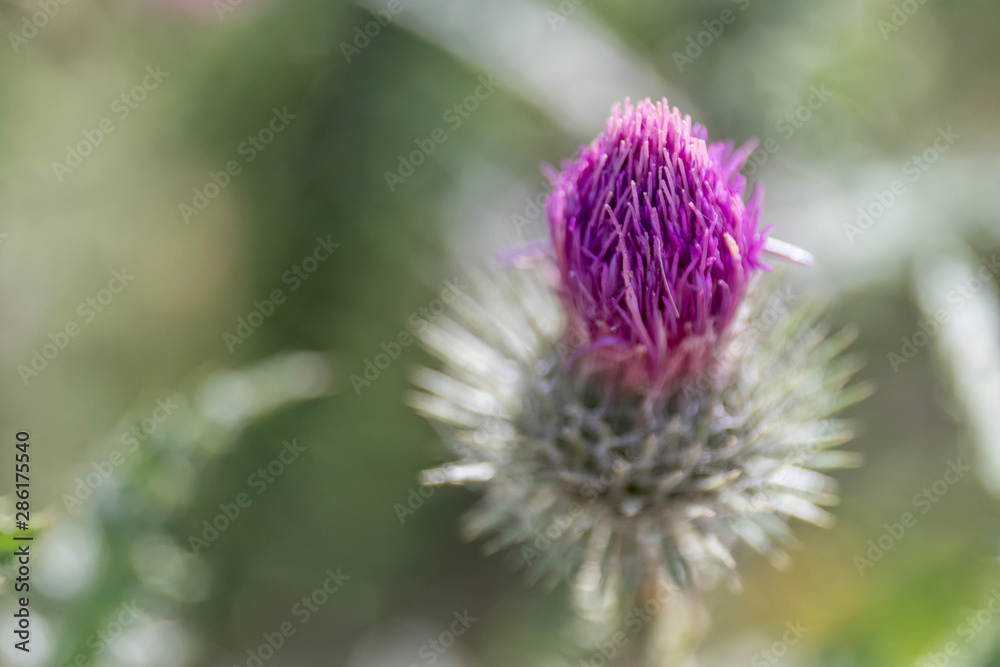 Close-up lilac flower of a burdock on a beautiful green background Close-up lilac flower of a burdock on a beautiful green background