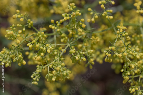 Small yellow flowers similar to beads on thin branches