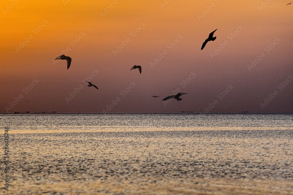 möwen fliegen in den sonnenuntergang am meer bis zum horizont