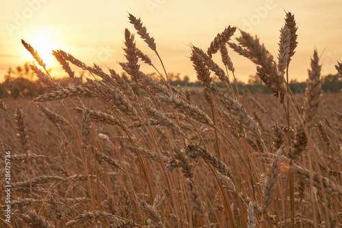 agriculture  farming. Rye field at sunset