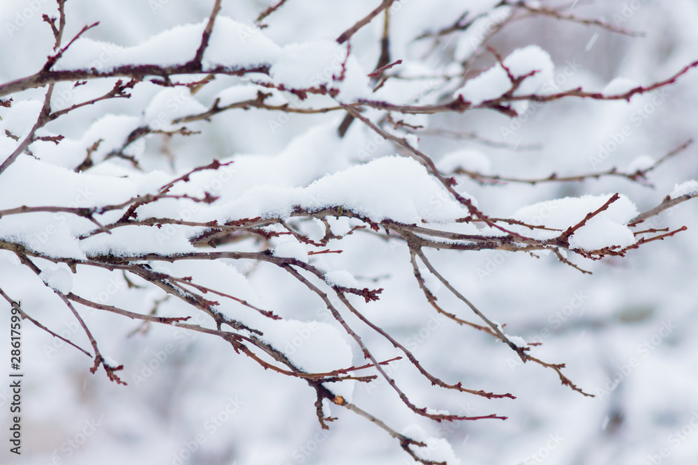 Snow covered tree branches on light background_ Snow covered tree branches on light background_