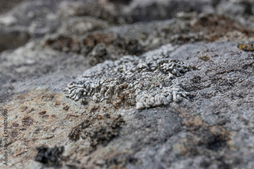 Texture of gray warm stone in the summer in the Altai steppe Texture of gray warm stone in the summer in the Altai steppe