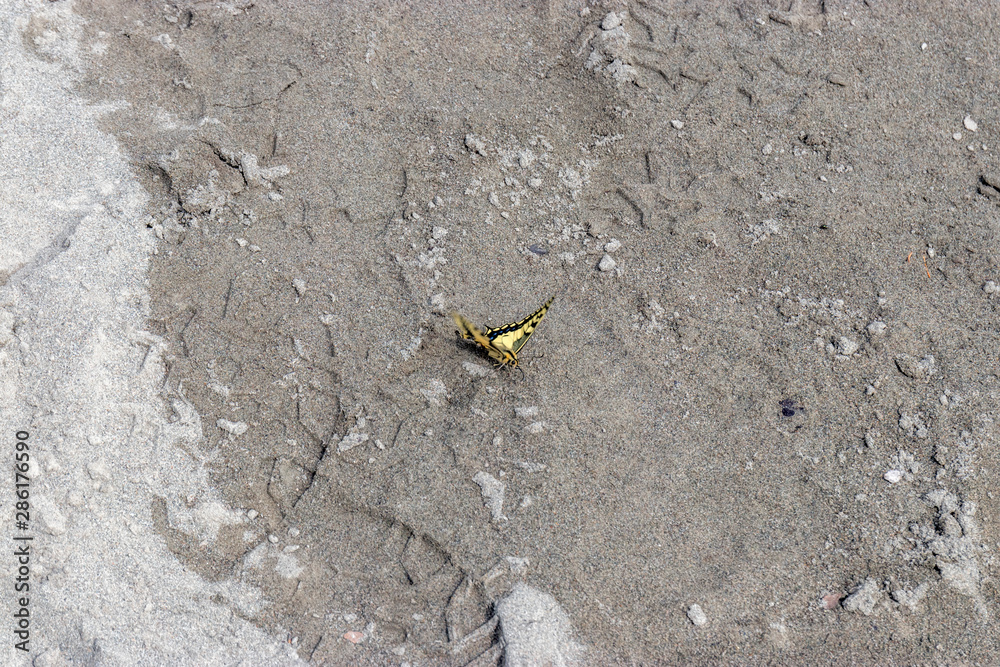 Little black and yellow butterfly on wet sand Little black and yellow butterfly on wet sand