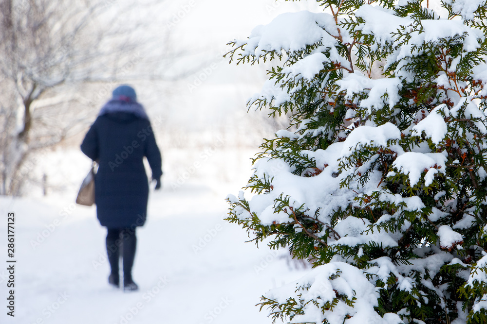 Woman in winter walks the park on a snowy path_ Woman in winter walks the park on a snowy path_