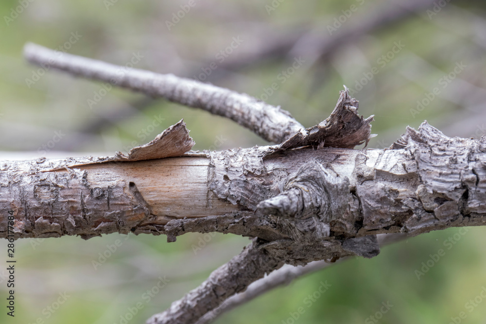 Branch of an old tree with bark in summer