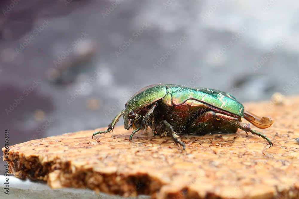 cétoine doré au repos 