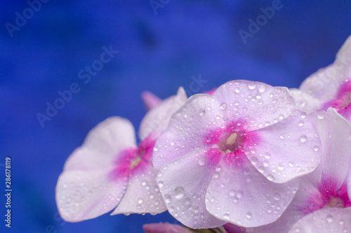 Macro photo nature of Phlox flower on blue background. Texture background. The image of a plant blooming Phlox.