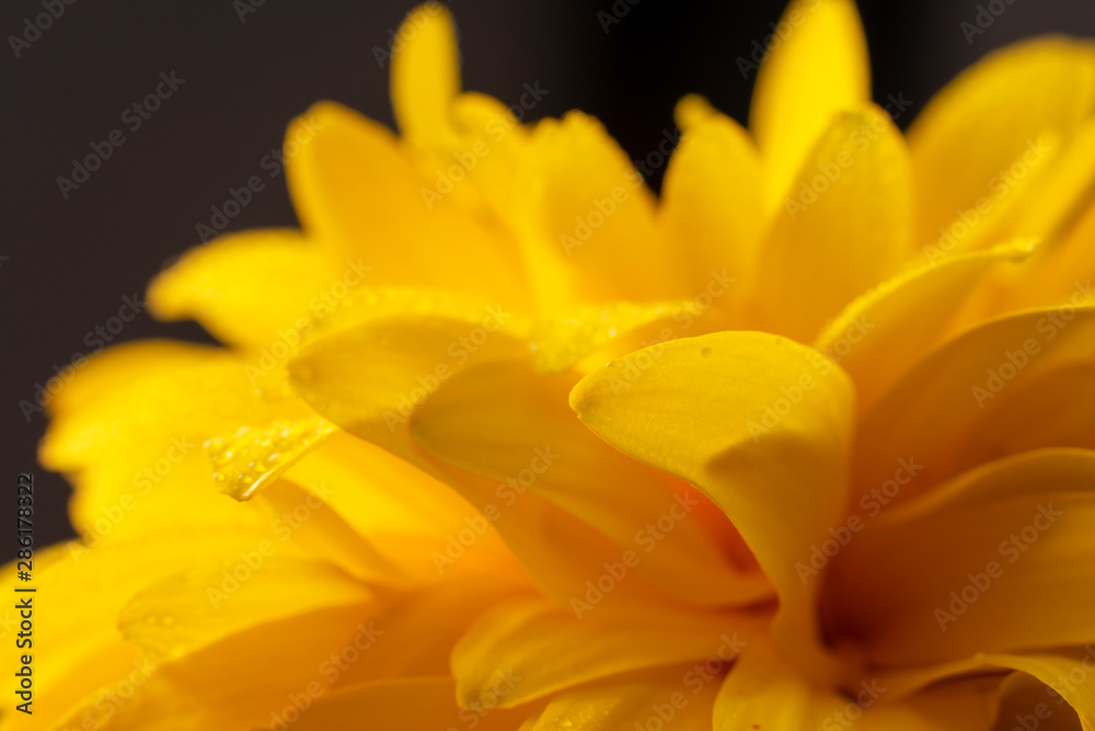 Macro photo of yellow flower , close-up. Floral and natural background. Top view. Macro photo of yellow flower , close-up. Floral and natural background. Top view.
