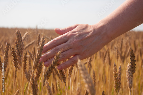 hand hold the bouquet of the wheat against the yellow field © vadim yerofeyev