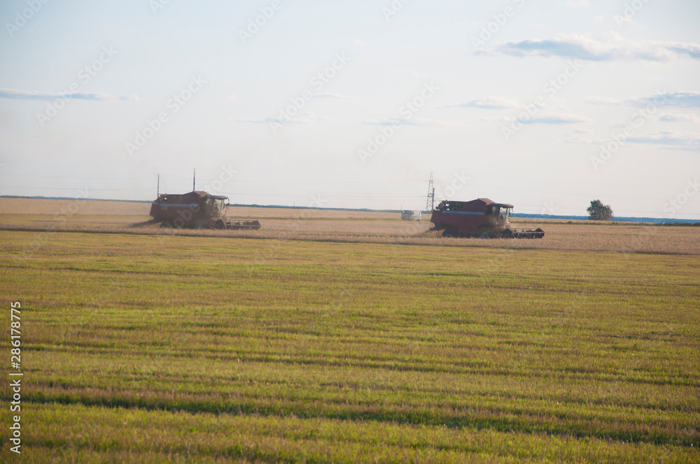 Naklejka premium Combine-harvester collecting wheat grain. The theme is agriculture.