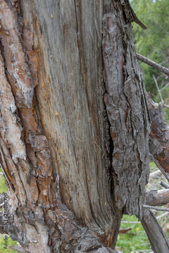 Bark of an old tree on a summer day